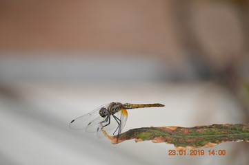 red dragonfly 