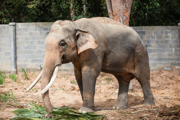 Thai elephant closeup.
