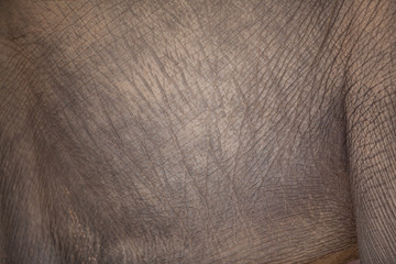 Elephant skin background.