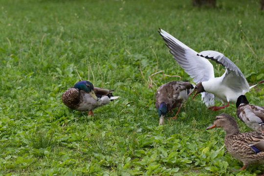 wild ducks on green grass