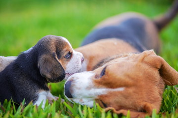 A cute little puppy beagle playing with her  mom outdoors  a grass field on a sunny spring day.