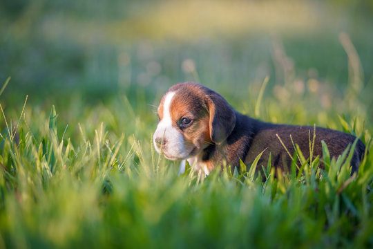 A cute beagle puppy 1 month lying on the green grass field.