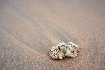 Sand Beach with close up white coral. Background. Selective focus.