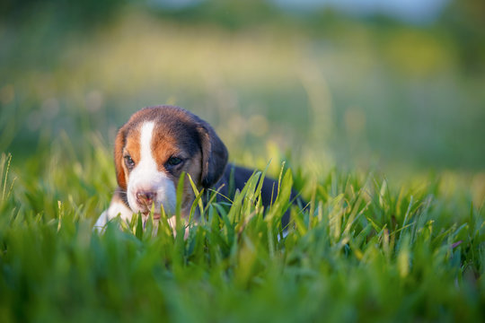A cute beagle puppy 1 month lying on the green grass field. - Powered by Adobe