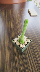 Cactus in square pots Brown wood floor