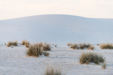 Plants shrubs on White sands dunes national monument in New Mexico with sunset silhouette of Organ Mountains