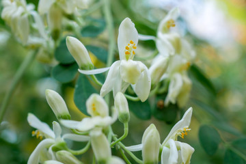 Fototapeta premium Close-up moringa oleifera Flowers. Moringa leaves and flowers on tree.