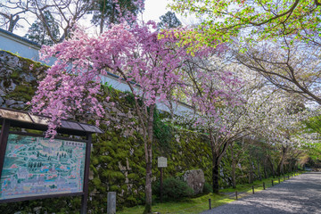 京都　大原三千院の枝垂桜　
