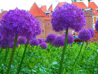 fioletowe kwiaty. © fotograf35