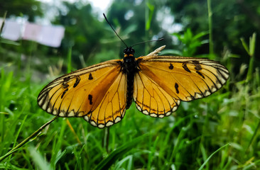 butterfly on a grass blade 