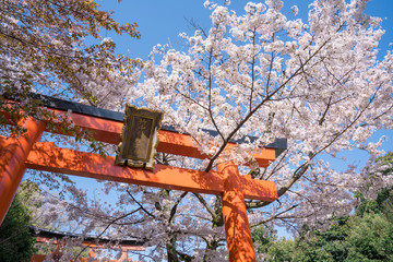 京都　竹中稲荷神社の桜　