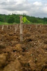 Cassava stem cuttings, seedlings of cassava are grown after planting.