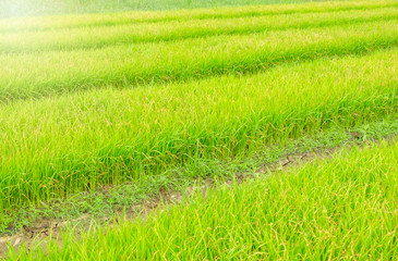 rice sprouts field for rice farmland and growing season in day light and green background