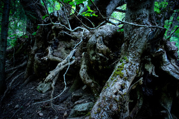 GNARLED