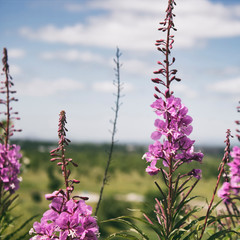 Rosebay willowherb. Chamaenerion. Fireweed angustifolius. Pink flowers.