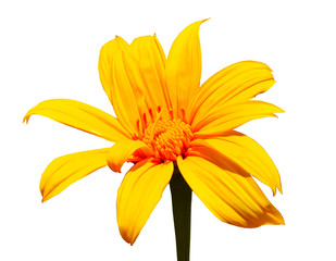 orange flower isolated on white background