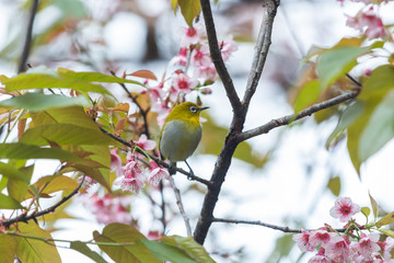 oriental white-eye,oriental white-eye  in Inthanon Thailand
