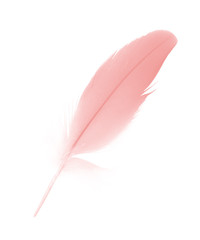 Beautiful soft pink feather isolated on white background