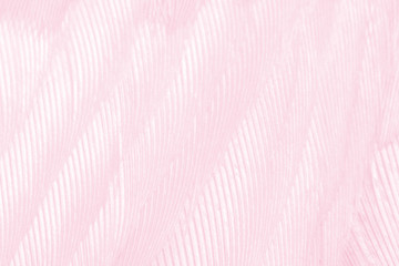 Beautiful soft pink color trends feather pattern texture background