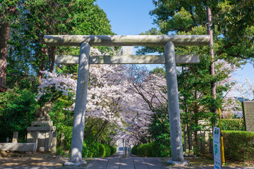 京都　宗忠神社の桜