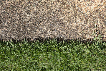 grass on the ground