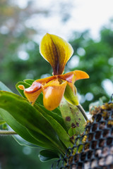 Orchid,Paphiopedilum villosum,Paphiopedilum orchid flower or Lady's Slipper orchid, The flowers of which has a lip that is a conspicuous slipper.