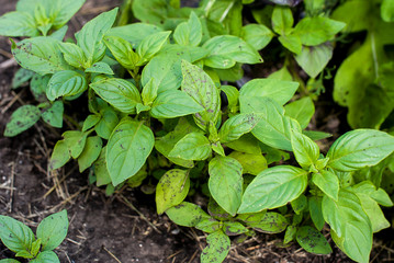 Green and healthy basil (Ocimum basilicum) seedling plant growing in organic garden soil close up