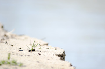 A small lone tuft of green grass grows on the sandy Bank of the river, crumbling with water.