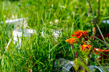 Bright orange flowers marigolds wildly grow in the grass among the cans of garden in the summer.