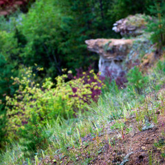 Wild cacti and the succulents are growing in the forest on a mountain slope on the background of positional anomalies - clay mushrooms in Yakutia.