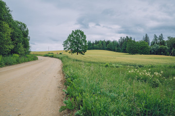 City Cesis, Latvia Republic. Cereal field with trees on the roadside. July 7. 2019 Travel photo.
