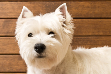 The West highland white Terrier sits against a wooden wall. Close up