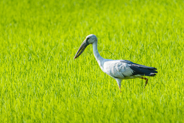 Anastomus oscitans, Openbill birds in a field of green views.