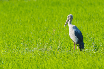 Anastomus oscitans, Openbill birds in a field of green views.