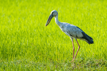 Anastomus oscitans, Openbill birds in a field of green views.