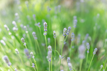 Fototapeta premium Macro closeup of lavender blue purple flowers and blurry bokeh background in green garden