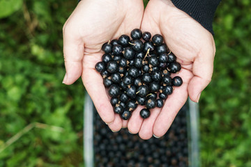 black currant berry on a branch with green leaves in the garden or farm.