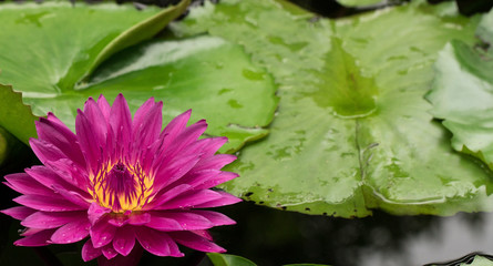 Water Lily with Copy Space