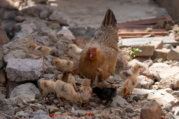 A hen with a flock of chickens foraging in rural China