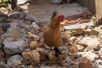 A hen with a flock of chickens foraging in rural China