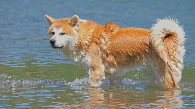 Akita Shiba inu Japanese dog shaking off water on river sandy beach, ultra slow motion. Forest background