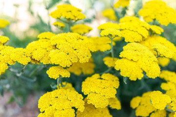 Closeup of yellow flowers of achillea moonshine yarrow plant with bokeh background
