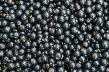 black currant big berries top view for background or texture.