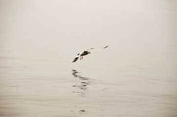Seagull takes off above the water