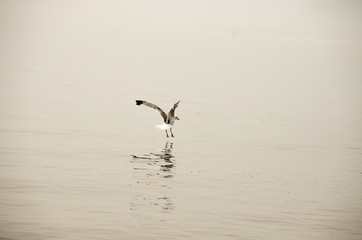 Seagull takes off above the water