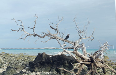 a crow on dead tree on the beach