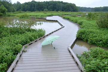 blue and green umbrella on wood boardwalk in wetland with water and plants