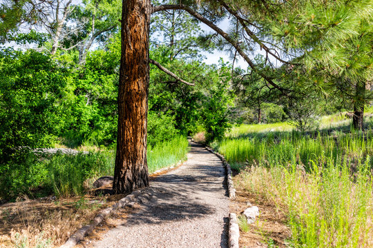 Scenery of tree and path at Main Loop trail in Bandelier National Monument in New Mexico during summer in Los Alamos