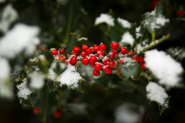 Christmas berries