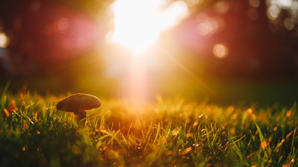 Champignon dans l'herbe fraîche, éclairé par les rayons du soleil couchant - obrazy, fototapety, plakaty